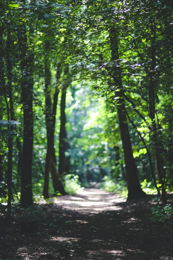 senderos en los bosques que ofrecen espacios de calma interior