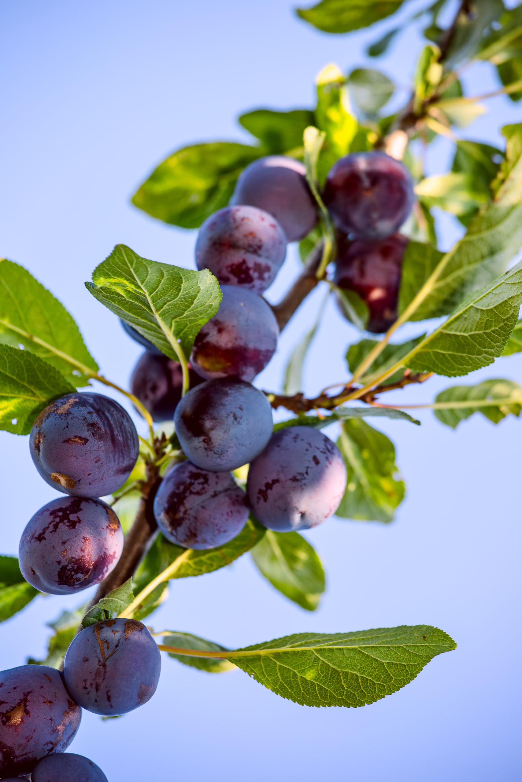 frutos de temporada