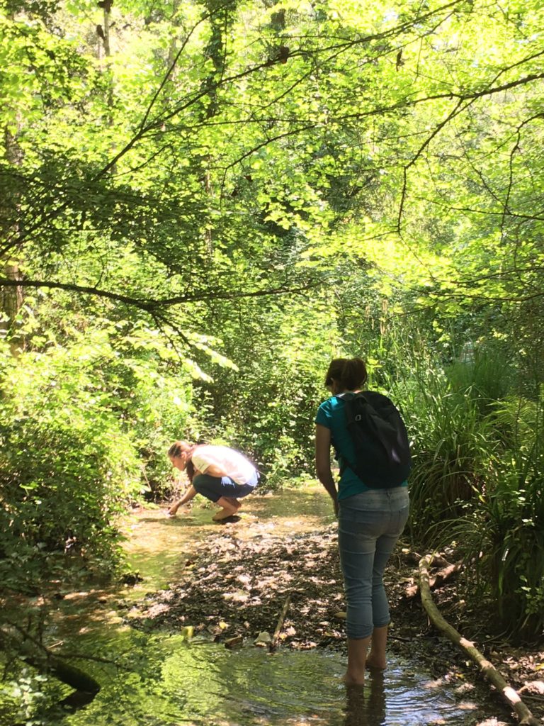 baño de bosque