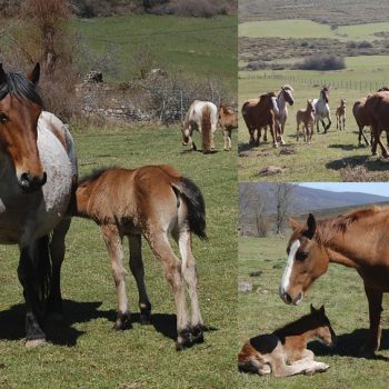 2020-ene-casa-rural-jardin-mandala-jardin-caballos-2