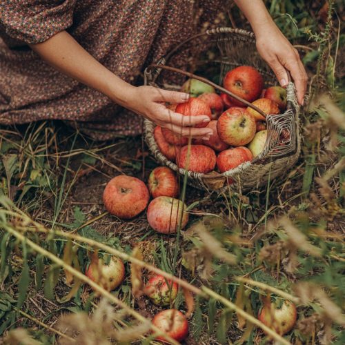 El ciclo de la Naturaleza Mujer recogiendo frutas de temporada